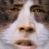 Cats In Boots's profile picture