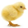 Chicken Little profil fotoğrafı
