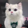 Cats That Heal Your Soul 的头像