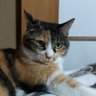 きょーこ 的头像