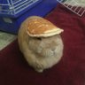 Pancakewhale's profile picture