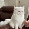 Alaa*آلاء* profil fotoğrafı