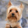 Paddy profil fotoğrafı