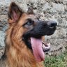 Фото профиля German shepherds long coats 🐕🧑🌾