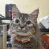 Guils's profile picture
