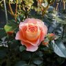 Фото профиля Rose 🇺🇸