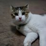 Фото профиля ねこぐら