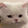 Profilbild von CaS