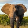 Trevor K 🇿🇦 🐘 的头像
