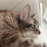 fan profil fotoğrafı