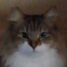 はちみつねこ 的头像