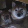 柴のしっぽ's profile picture