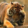 Profilbild von Lin793