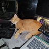 Æmi's profile picture