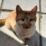 Azayaka profil fotoğrafı