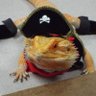Profilbild von Bearded Dragon 🐉🍊❤️🇺🇸