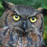 Profilbild von RodrigoAmil72