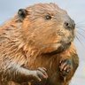 debever profil fotoğrafı