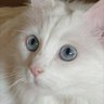 ChristineB profil fotoğrafı