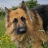 Daisybel1's profile picture