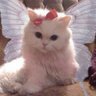 Songül🎀's profile picture