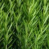 Rosemary 的头像
