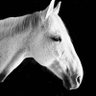 Фото профиля RPH Woody