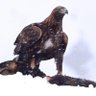 Mahamat Oumar's profile picture