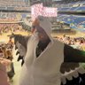 Profilbild von My first Taylor show! Madrid N1