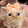 Ane / Purihane's profile picture