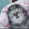 gatobebe 的头像