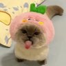 User Name's profile picture