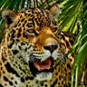 Фото профиля Astro Jaguar