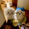 贝优妮塔的棒棒糖 profil fotoğrafı