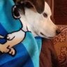 阿秋噜啦噜啦嘞's profile picture