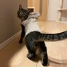 うすしお's profile picture