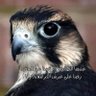 ssdn390مطنوخ الهيلا's profile picture