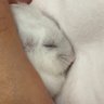 おむれつ|ハムスターのかびちゃん! 的头像