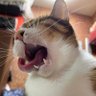 Ray Ou's profile picture