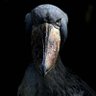 Profilbild von Staring Shoebill