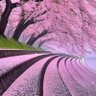 Фото профиля 武蔵
