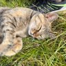 よしこ profil fotoğrafı