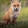 Dar Mar Fun's profile picture