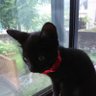 元おこわ's profile picture