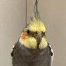 みなっち🦜's profile picture