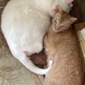 Retired RN,#NoProject2025,CatRescuer🇺🇦🌴🥥 profil fotoğrafı