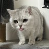 脆脆 profil fotoğrafı