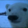 Profilbild von Infelapis