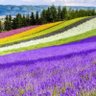 lavender_0807 的头像