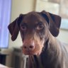 Ammo the Doberman🇺🇸 的头像